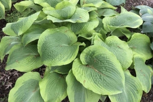 Twin Cities, Hosta 